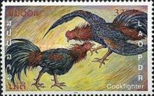 Fighting Cocks (Gallus gallus domesticus)