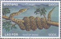 Year of the Snake - Indian Rock Python (Python molurus)