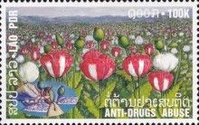 Poppy field