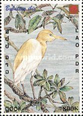 Cattle Egret (Bubulcus ibis)