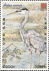 Grey Heron (Ardea cinerea)