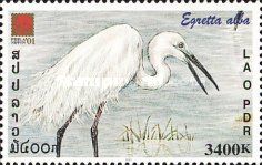 Great White Egret (Ardea alba)