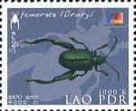 Leaf Beetle (Sagra femorata)