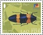 Jewel Beetle (Chrysochroa mniszechi)