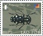 Longhorn Beetle (Anoplophora sp.)