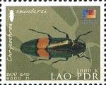 Metallic Wood Boring Beetle (Chrysochroa saundersi)