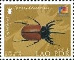 Five-horned Rhinoceros Beetle (Eupatorus gracillicornis)