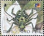 Longhorn Beetle (F: Cerambycidae)