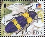 Jewel Beetle (Chrysochroa mniszechi)