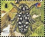 Longhorn Beetle (Anoplophora sp.)