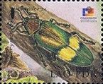 Metallic Wood Boring Beetle (Chrysochroa saundersi)