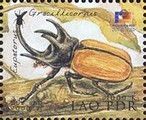 Five-horned Rhinoceros Beetle (Eupatorus gracillicornis)