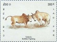 Buffalo (Bos primigenius indicus)