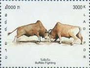 Buffalo (Bos primigenius indicus)