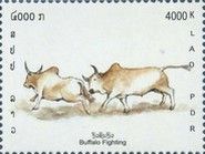 Buffalo (Bos primigenius indicus)