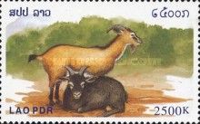 Goat (Capra hircus)