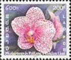 Phalaenopsis paifang