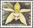 Coelogyne lentiginosa