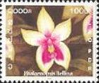 Phalaenopsis bellina
