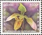 Paphiopedilum appletonianum