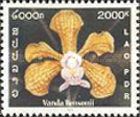 Vanda bensonii