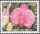 Phalaenopsis Lady Sakara