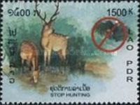 Sambar (Rusa unicolor)