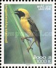 Asian Golden Weaver (Ploceus hypoxanthus)