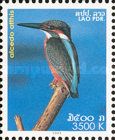 Common Kingfisher (Alcedo atthis)