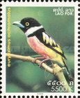 Black-and-yellow Broadbill (Eurylaimus ochromalus)