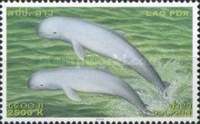 Irrawaddy Dolphin (Orcaella brevirostris)
