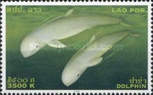 Irrawaddy Dolphin (Orcaella brevirostris)