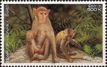 Rhesus Macaque (Macaca mulatta)