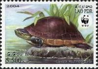 Amboina Box Turtle (Cuora amboinensis)