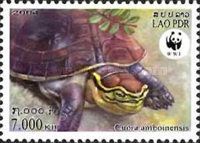 Amboina Box Turtle (Cuora amboinensis)