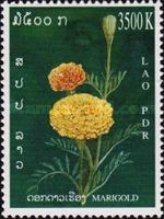 Yellow, orange marigolds