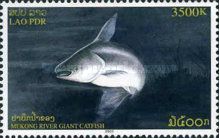 Mekong Giant Catfish (Pangasianodon gigas)