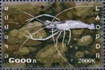 Freshwater Shrimp (Neocaridina sp.)