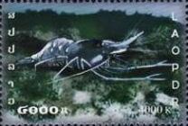 Freshwater Shrimp (Neocaridina sp.)