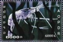 Freshwater Shrimp (Neocaridina sp.)