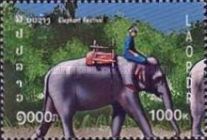 Asian Elephant (Elephas maximus)