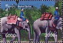Asian Elephant (Elephas maximus)