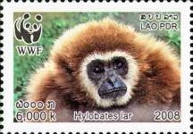 Lar Gibbon (Hylobates lar)