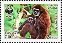 Lar Gibbon (Hylobates lar)