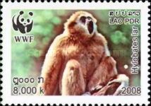 Lar Gibbon (Hylobates lar)
