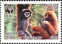 Lar Gibbon (Hylobates lar)