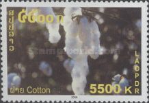 Cotton Plant