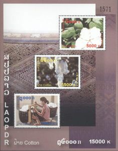 Cotton Plant