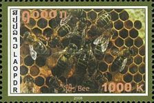 Bees and Honeycomb