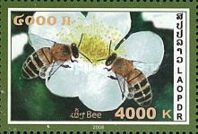 Bees and Blossom